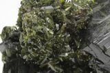 Lustrous, Epidote Crystal Cluster on Actinolite - Pakistan #213443-1